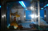 Pet shop "Life & Nature