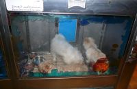 Pet shop "Life & Nature