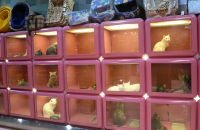 Pet shop "Joon"